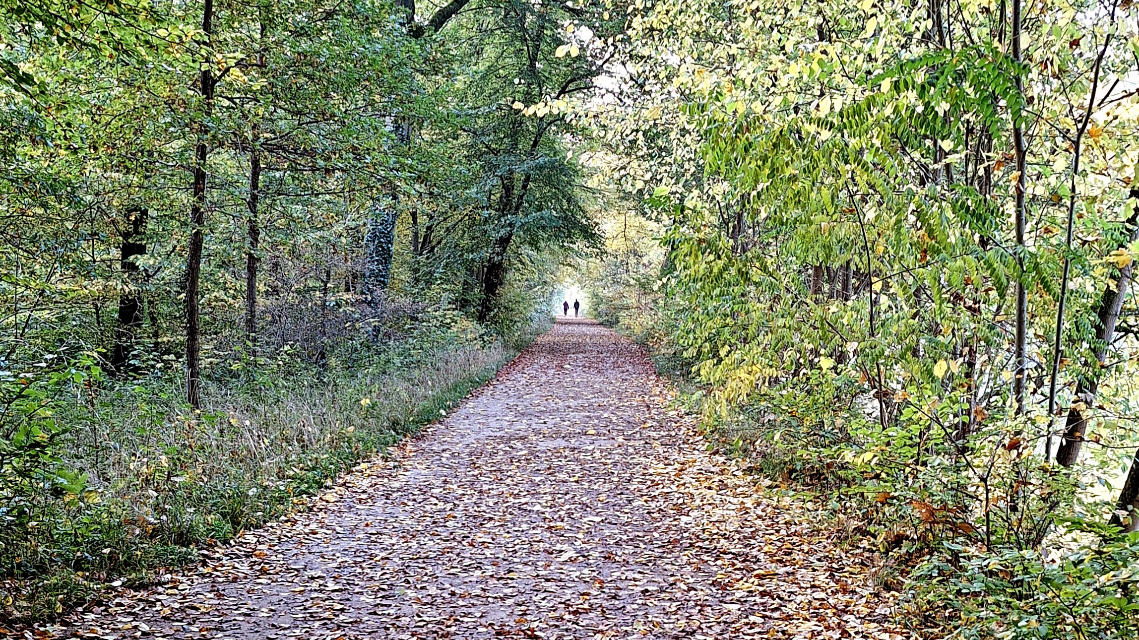2 Personen, klein, weit hinten auf einem Weg unter Bäumen